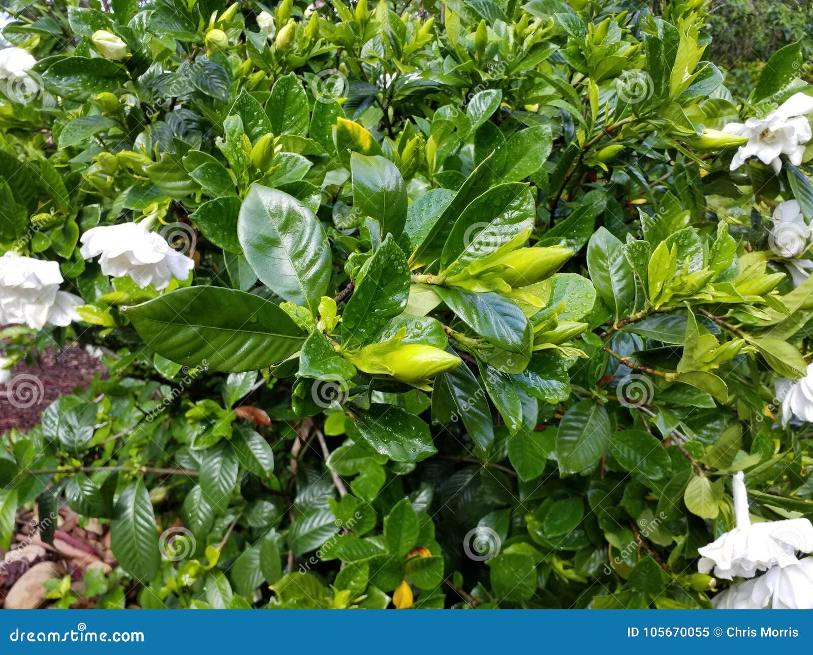 plant gardeniaÃ¢â¬Ëgolden magicÃ¢â¬â¢, which has flowers that turn yellow with age.